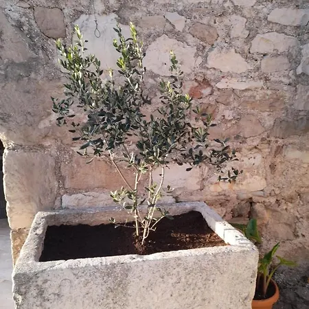 Lavanda * Sumartin